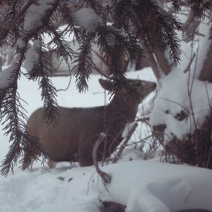 Meet your Posher, Sherrie